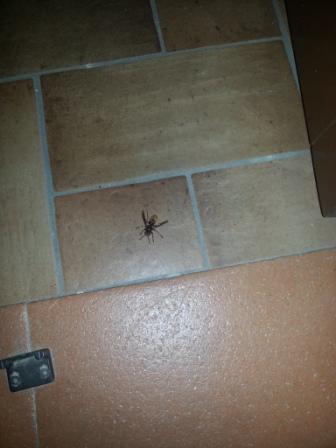 Che diavolo di insetto  mai questo? Vespa crabro